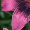 A close up of the petals of a pink flower.
