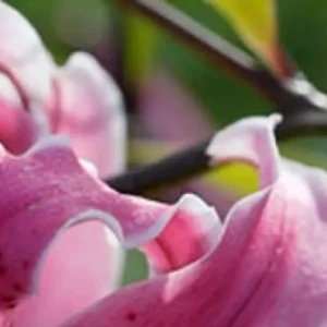 Ruffled pink lily petal against green