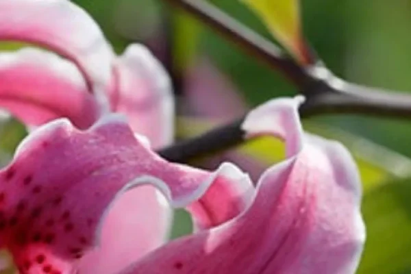 Close-up of pink spotted lily petals