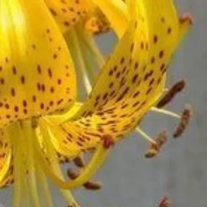 Yellow spotted tiger lily close-up