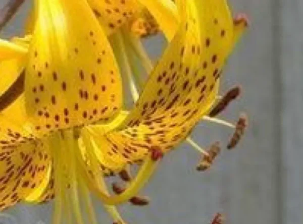 Yellow spotted tiger lily close-up