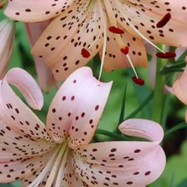 A close up of some pink flowers with black spots