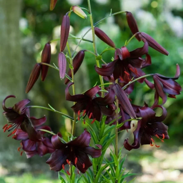 Dark purple lilies blooming in a garden.