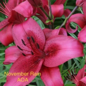 A close up of the flowers of a flower bed.