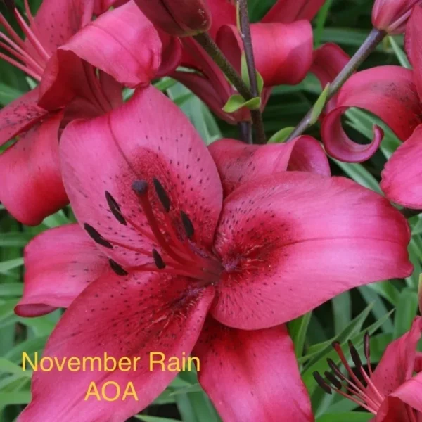 A close up of the flowers of a flower bed.