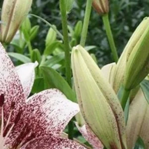 Speckled white and maroon lily with buds
