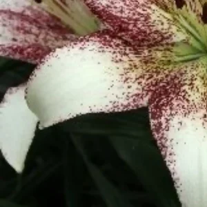 Speckled white lily petal with maroon spots