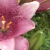 Close-up pink lily with raindrops and bud