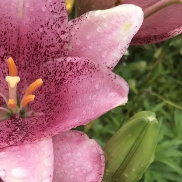 Close-up pink lily with raindrops and bud