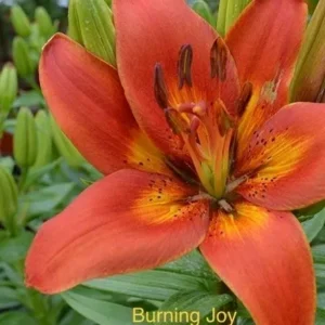 A close up of the flower with the words " burning joy ".