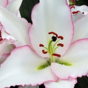 White lily with pink-edged petals close-up
