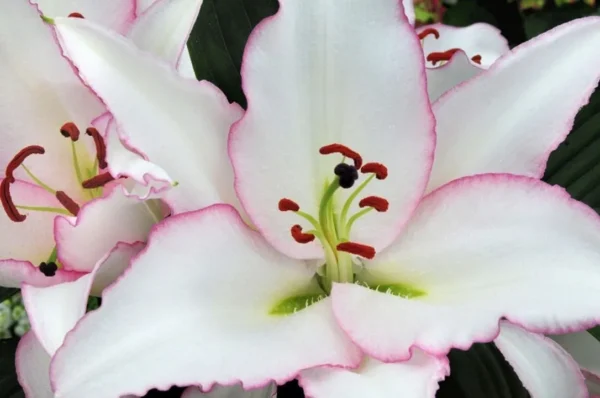 White lily with pink-edged petals close-up