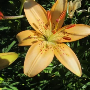 Orange lily flower with dark spots.