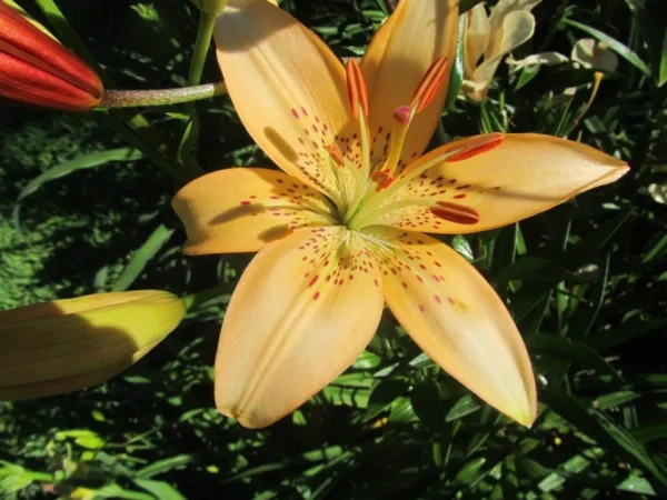Orange lily flower with dark spots.