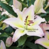 Pale pink Hocus Pocus Oriental lily bloom