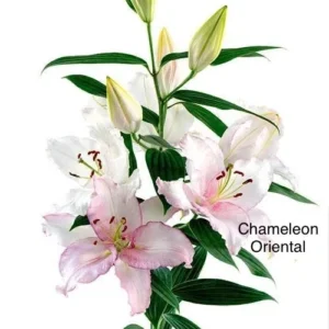 A close up of some flowers with the words " chameleon oriental ".