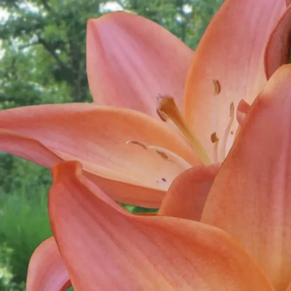 Macro view of orange lily petals