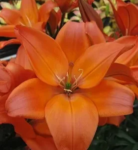 Vibrant orange lily in full bloom