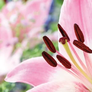 Close-up pink lily stamens and petals