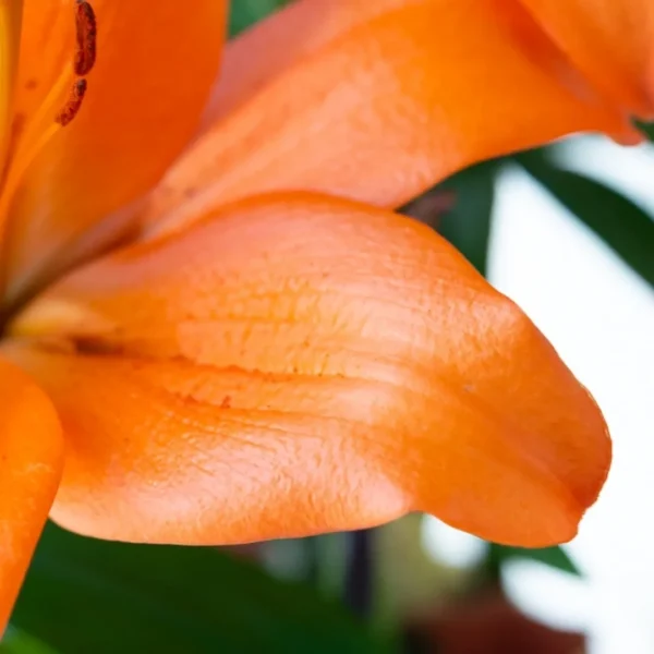 Close-up orange lily petal texture