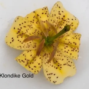 Klondike Gold yellow spotted lily