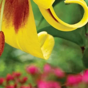 Yellow lily with blurred pink flowers.