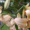 Pale pink lilies with curved petals.