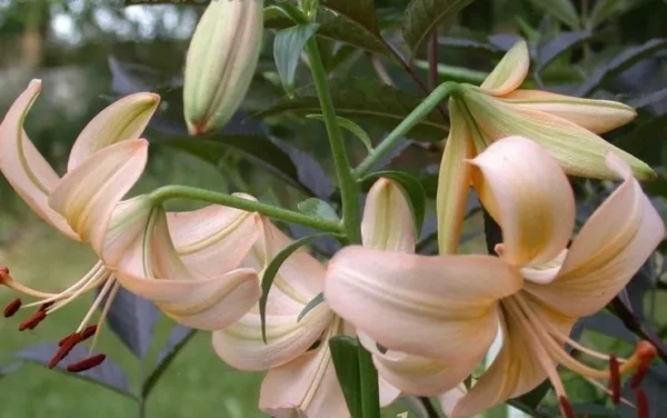 Pale pink lilies with curved petals.