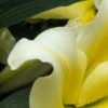 Yellow lily petals with green leaves background.