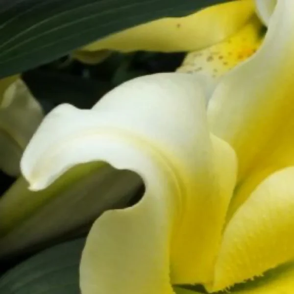 Yellow lily petals with green leaves background.