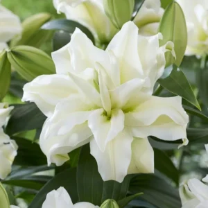 White lilies surrounded by green leaves.