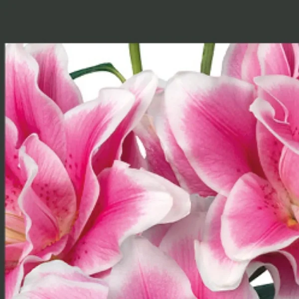 Close-up pink and white lily blossoms