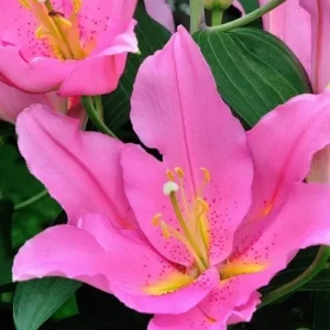 Close-up of pink lilies with yellow centers