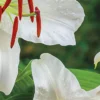 Close-up white lily blossoms with red stamens