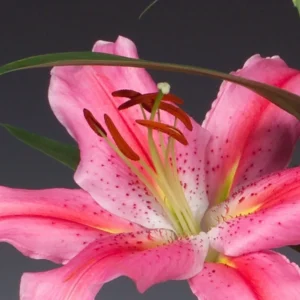 Full pink lily bloom with spotted petals