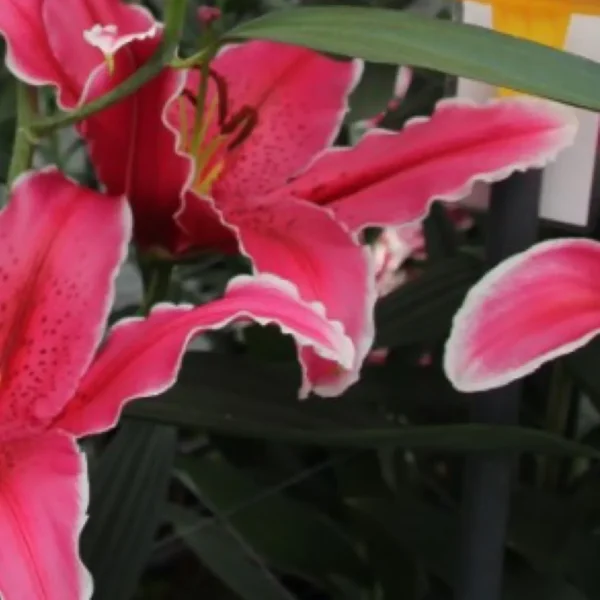 Close-up pink stargazer lilies in bloom
