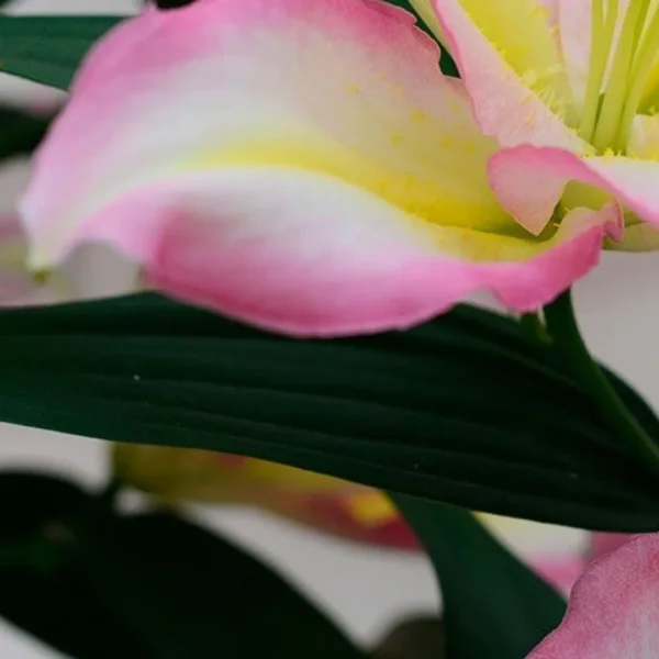 Pink and yellow lily with green leaves.