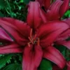 Deep red lily with lush green leaves.
