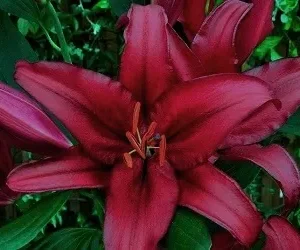 Deep red lily with lush green leaves.