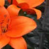 Close-up of vibrant orange lily petals