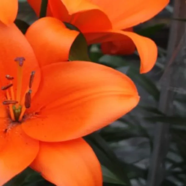 Close-up of vibrant orange lily petals