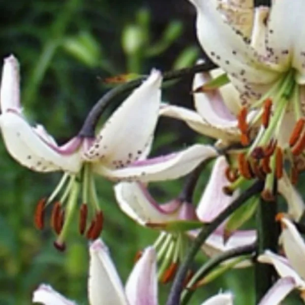 White lilies with pink throat and brown anthers