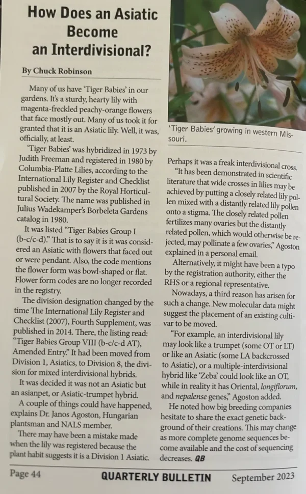 Article about Asiatic lilies and interdivisionals.