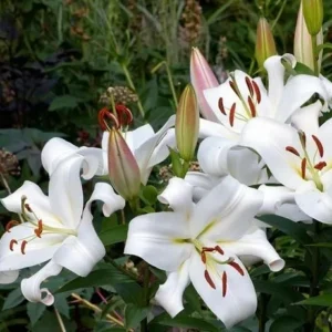 Cluster of white lilies with unopened buds