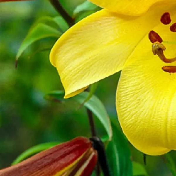 Close-up of a vibrant yellow lily flower with green background.