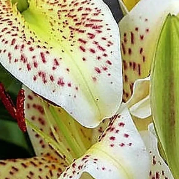 Speckled white lily close-up