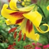 Yellow lily with red throat and stamens