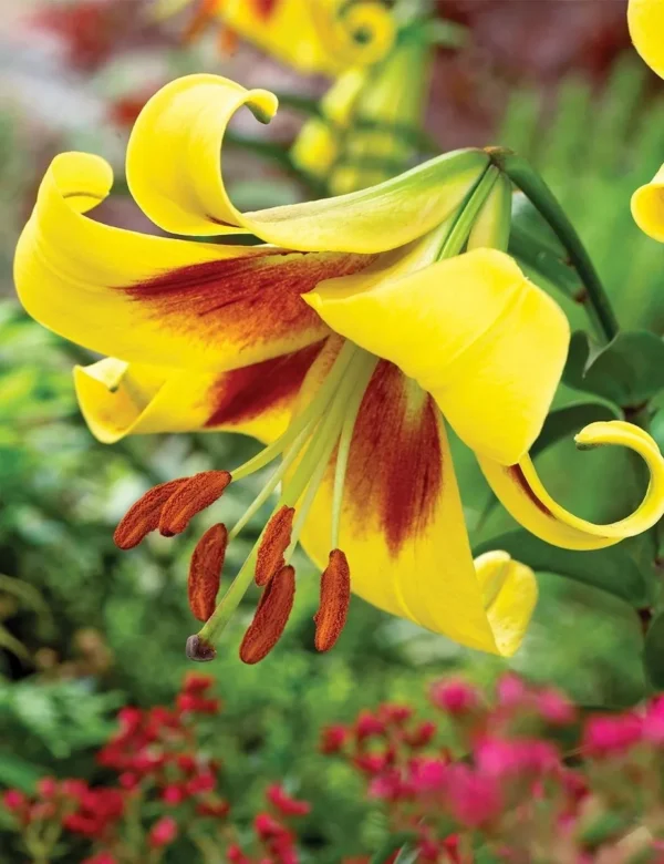 Yellow lily with red throat and stamens