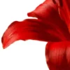 Macro red flower petal on white