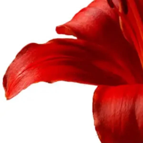 Macro red flower petal on white